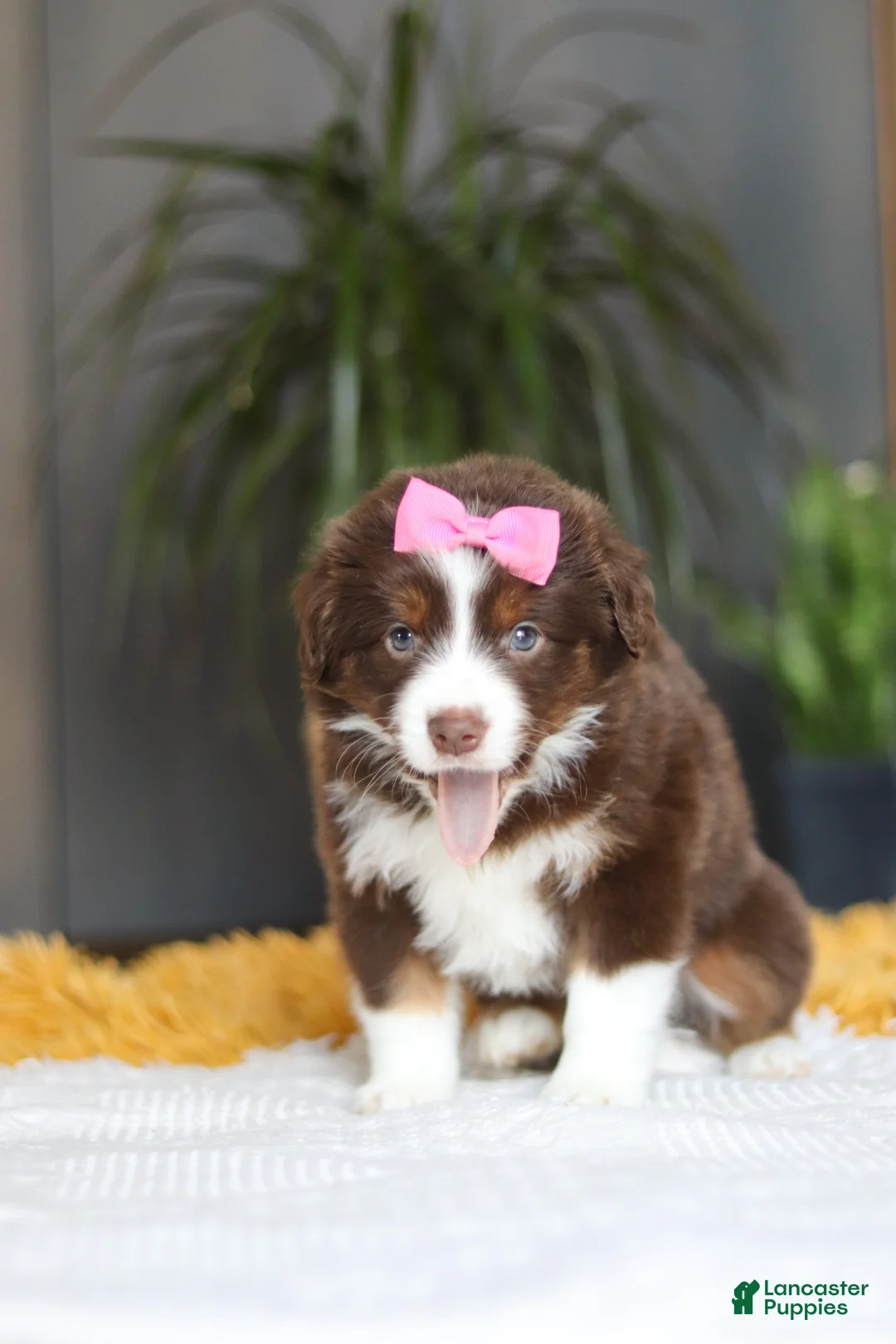 Australian Shepherd dogs for sale: Digger - Ad 6
