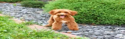 Cavapoo dogs for sale: Kelsie - Ad 1