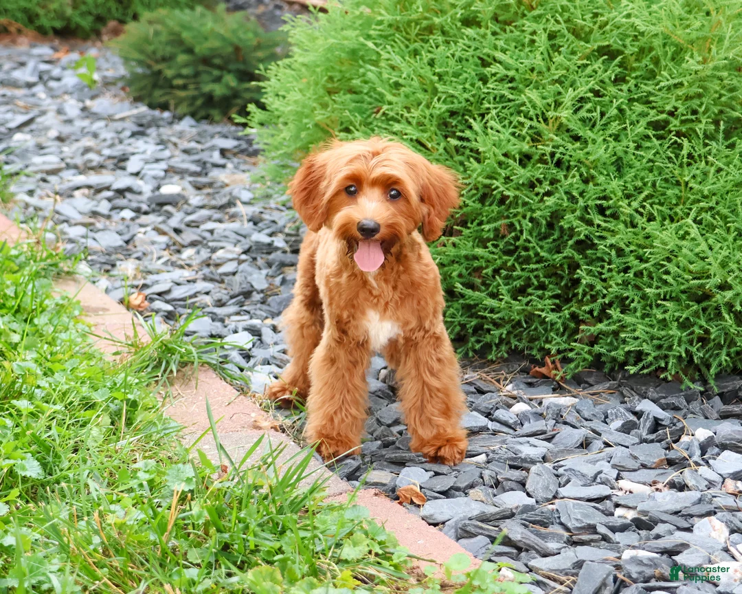 Cavapoo dogs for sale: Kelsie - Ad 1