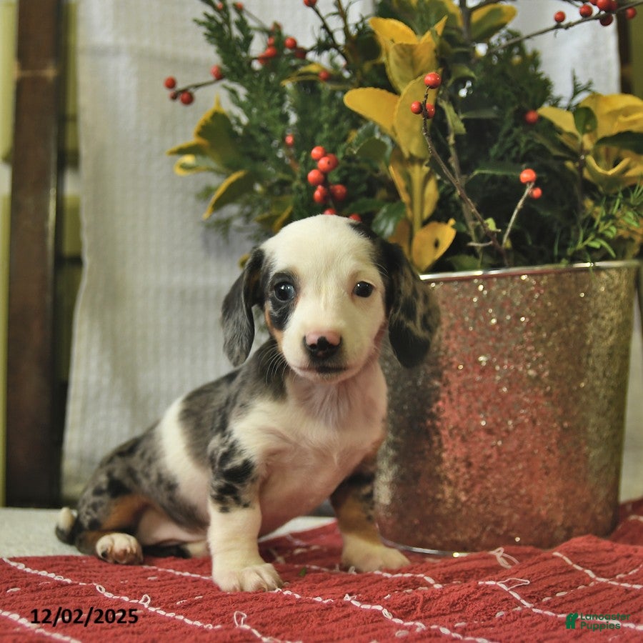 Miniature Dachshund dogs Sprinkles - Ad 22