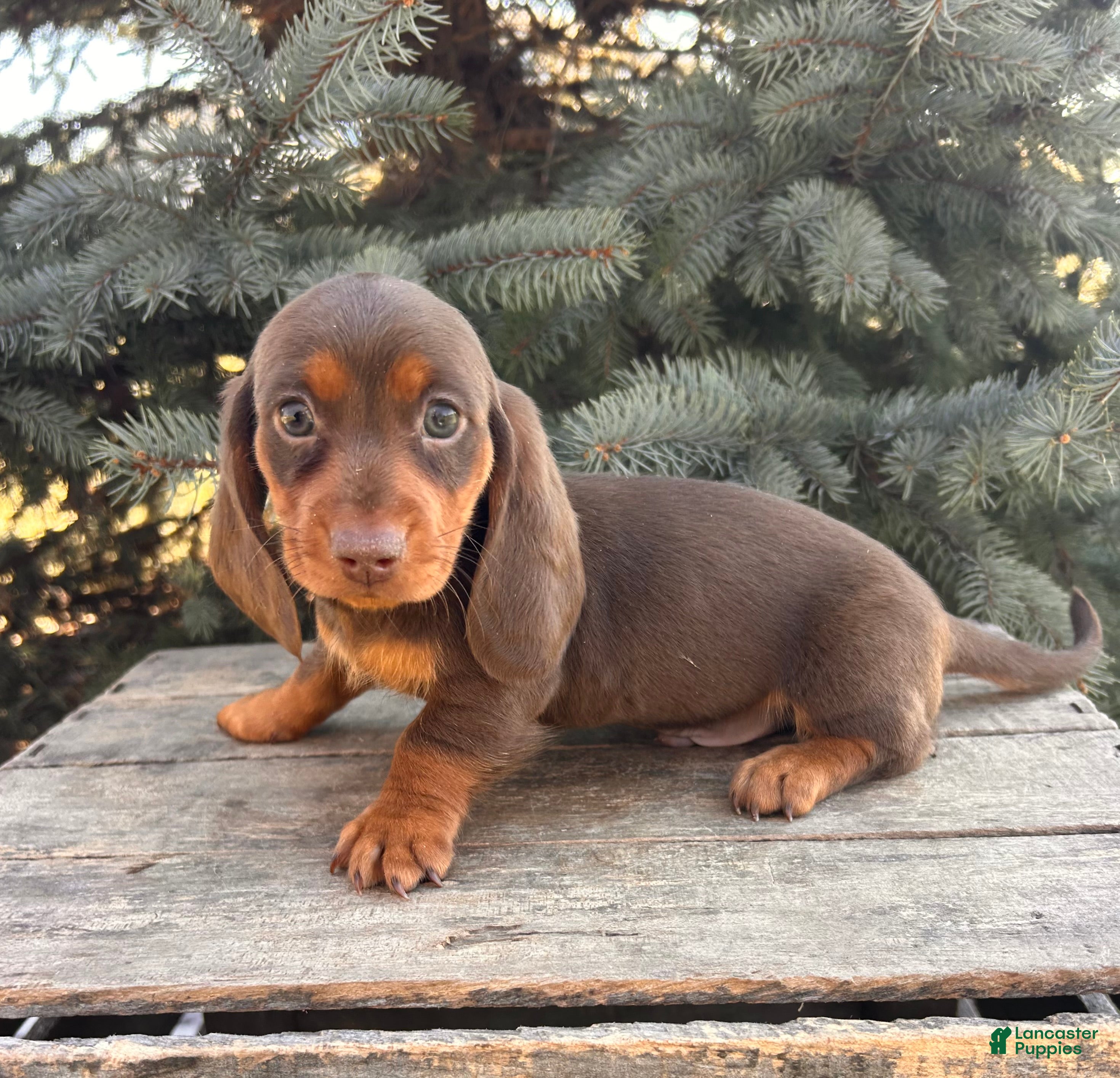 Miniature Dachshund dogs Max - Ad 2