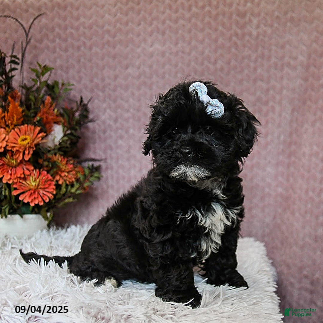 Shih Tzu Lhasa Apso Cross Toy Poodle For Sale Shihpoo Puppies For