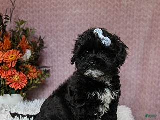Shihpoo dogs - Ad 30