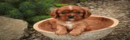 Cavalier King Charles Spaniel dogs for sale: Augie Cavalier King Charles Spaniel  - Ad 6