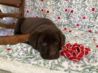 Labrador Retriever dogs Mia - Ad 14