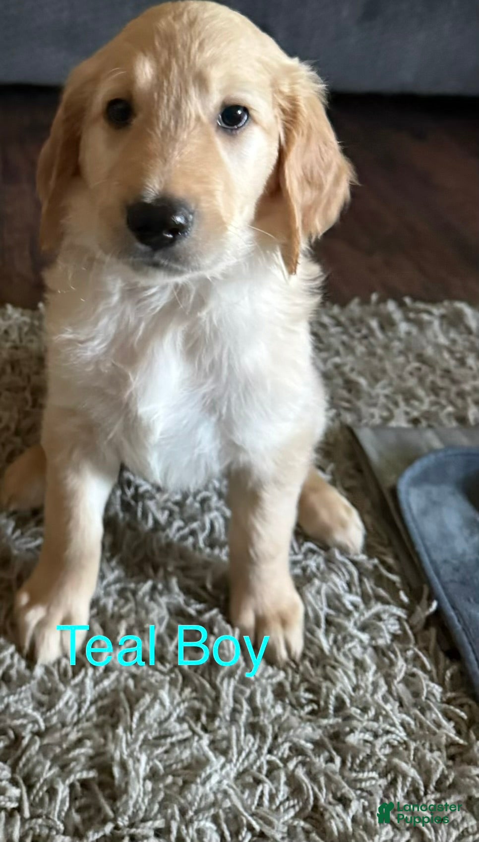 Goldendoodle dogs Teal Collar Boy - Ad 2