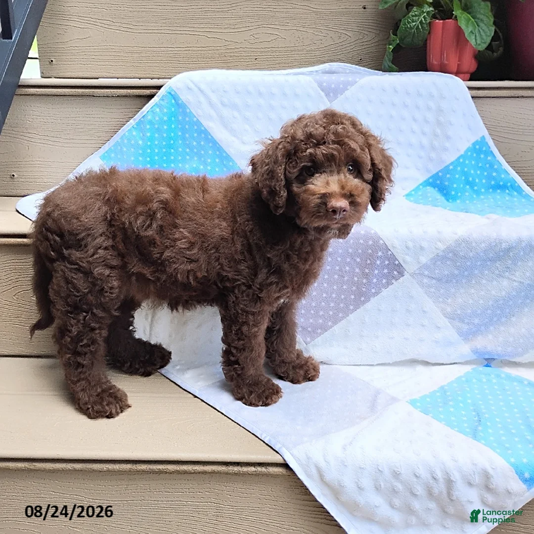 Mini Goldendoodle dogs for sale: Raggedy Andy - Ad 1