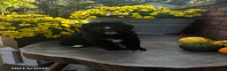 Mini Bernedoodle dogs for sale: Ranger - Ad 4