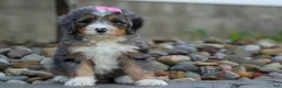 Mini Bernedoodle dogs for sale: 🐾 Primrose 🐾 - Ad 7