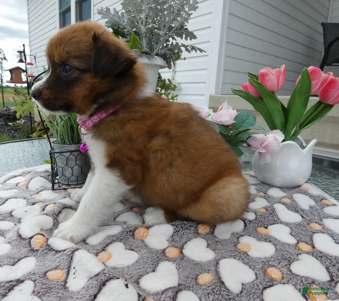 Mixed Breed dogs for sale: Mixed Breed 3 Dana - Ad 1