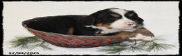 Bernese Mountain Dog dogs for sale: Honda - Ad 3