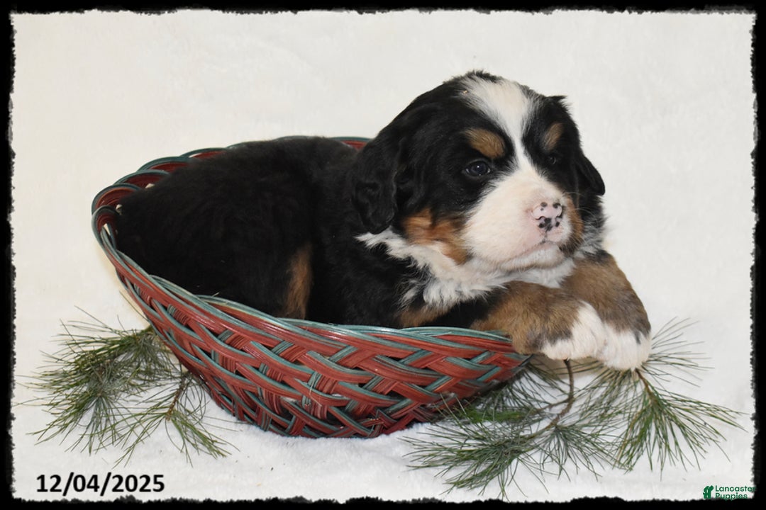 Bernese Mountain Dog dogs for sale: Honda - Ad 3