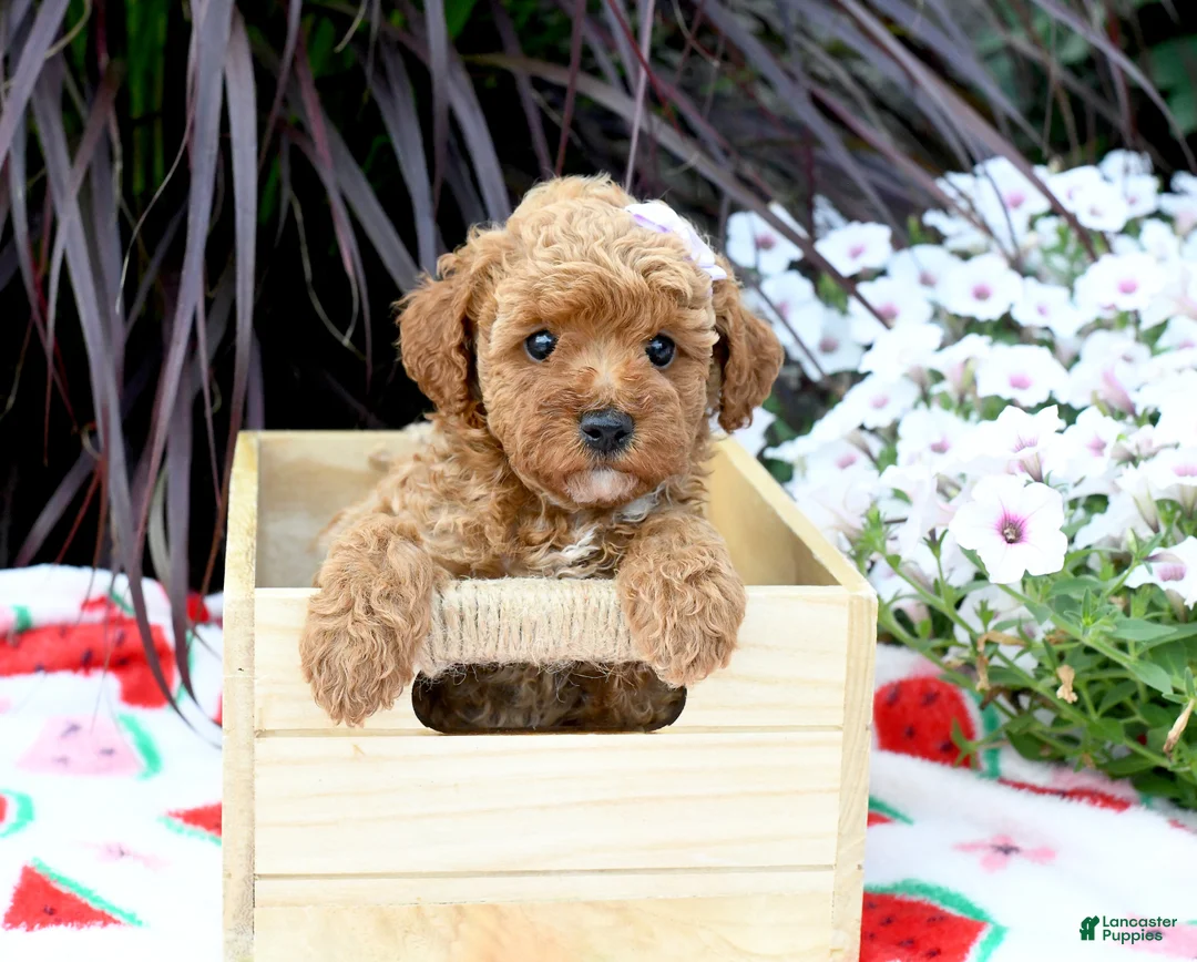 Miniature Poodle dogs for sale: Bethlin - Ad 1