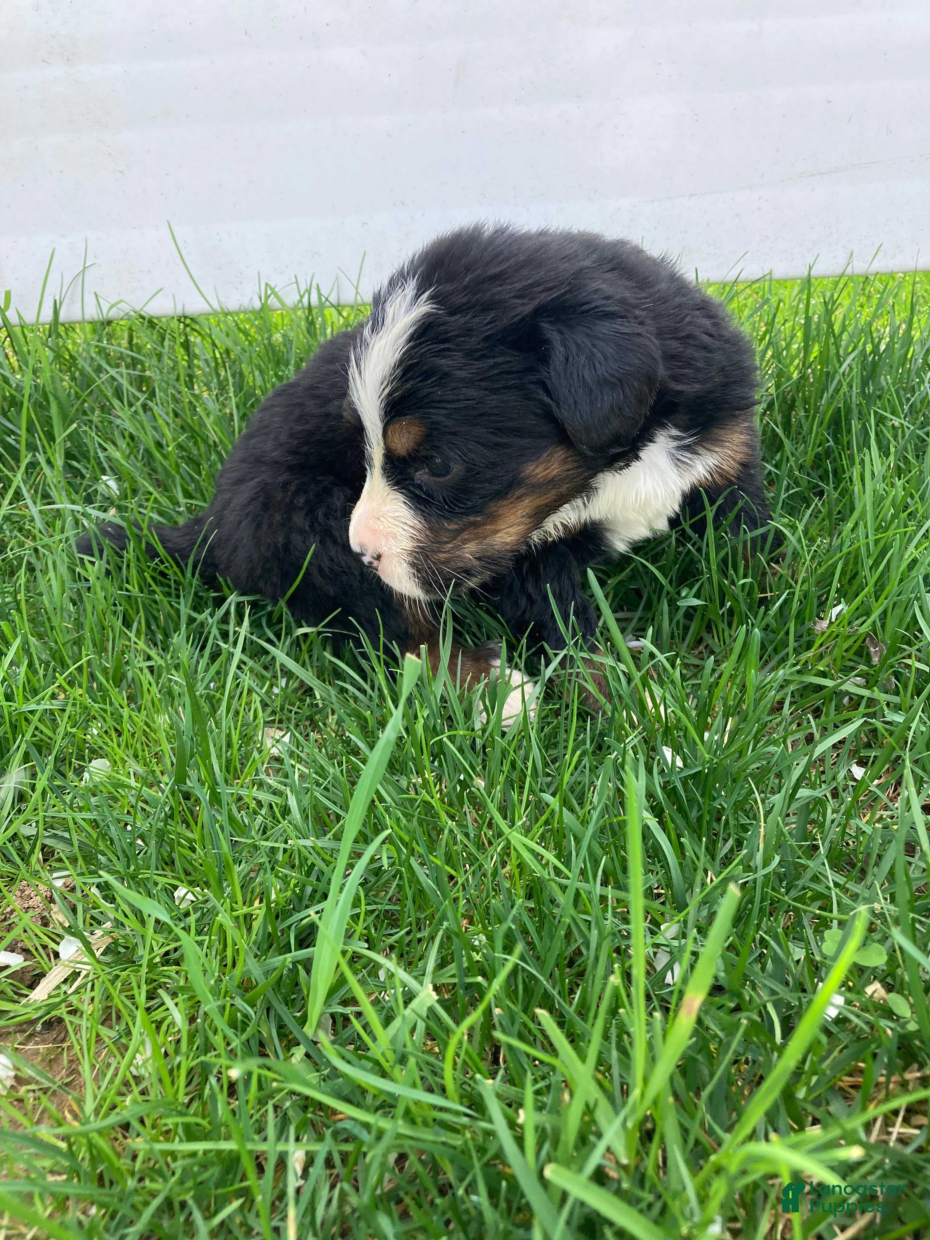 Bernese Mountain Dog dogs Aurora - Ad 2
