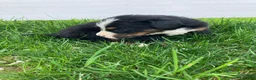 Bernese Mountain Dog dogs for sale: Aurora - Ad 6