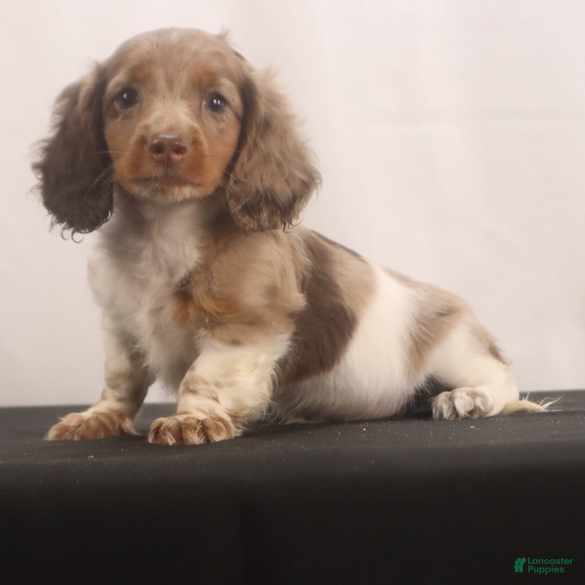 Dachshund dogs willie Jr  - Ad 2
