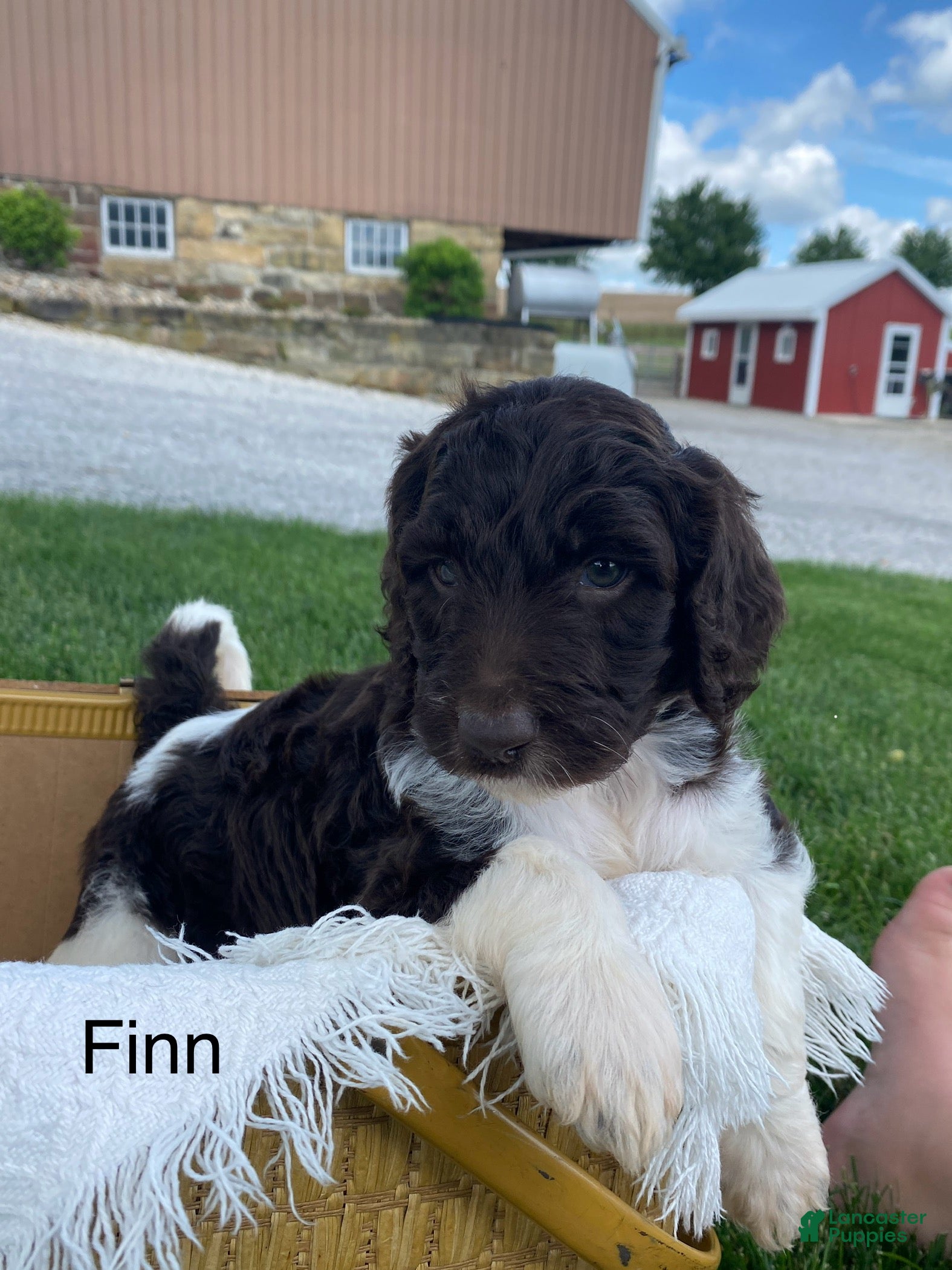 Labradoodle dogs F1bb Finn - Ad 1