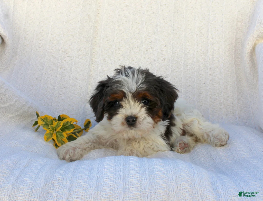 Cavapoo dogs for sale: Lady - Ad 2