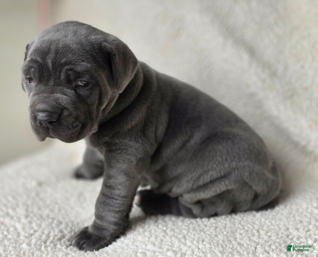 Cane Corso dogs for sale: Cane Corso Puppy 1 - Ad 10