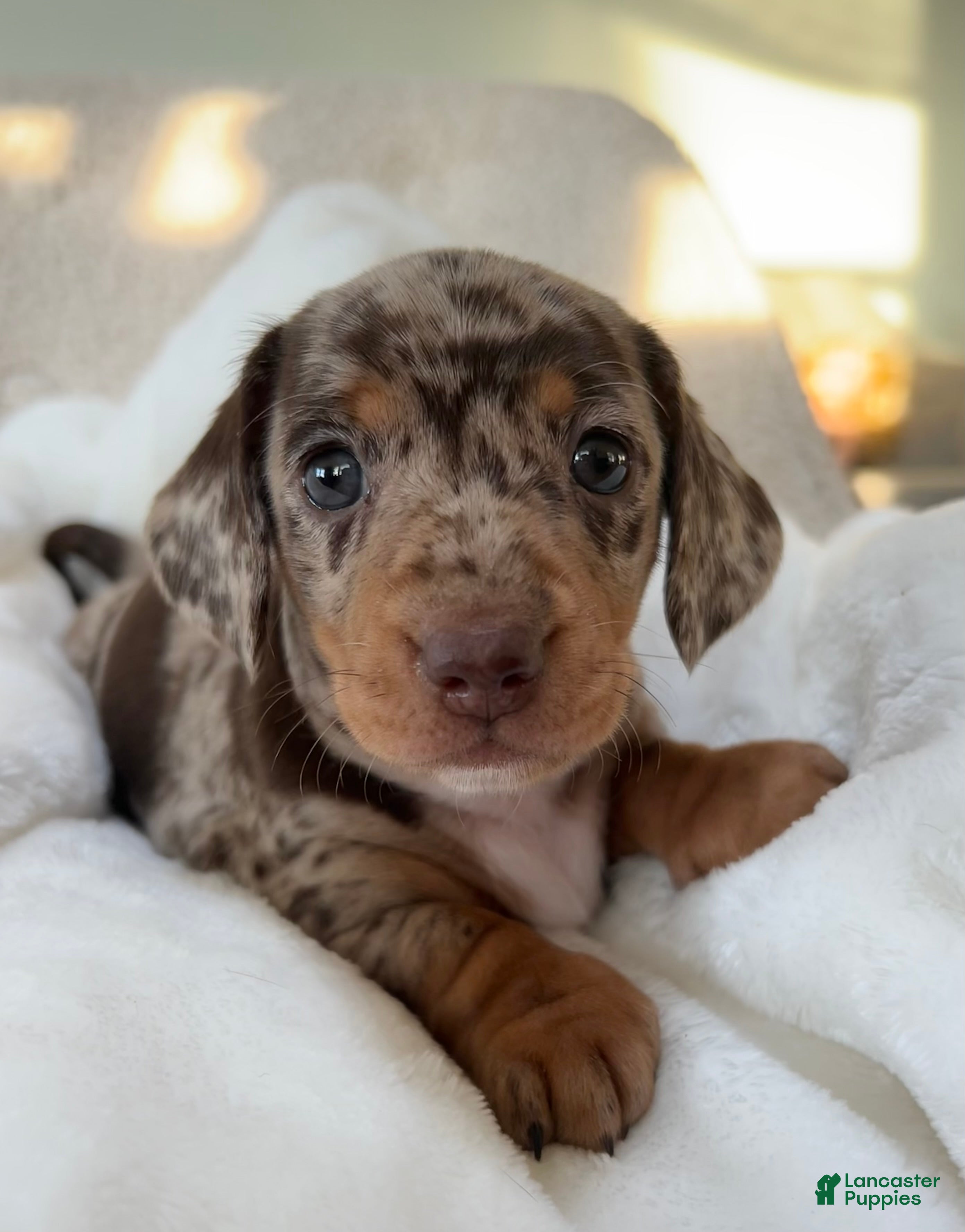 Miniature Dachshund dogs Roxy - Ad 27