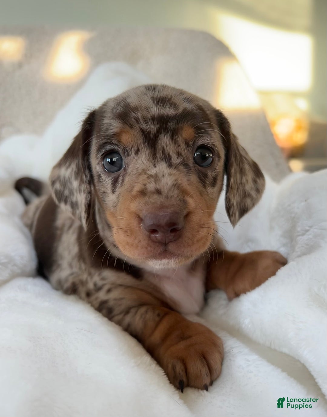 Miniature Dachshund dogs for sale: Roxy - Ad 1