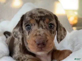 Miniature Dachshund dogs Roxy - Ad 1