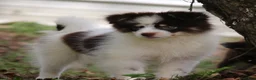 Pomsky dogs for sale: Nugget - Ad 3