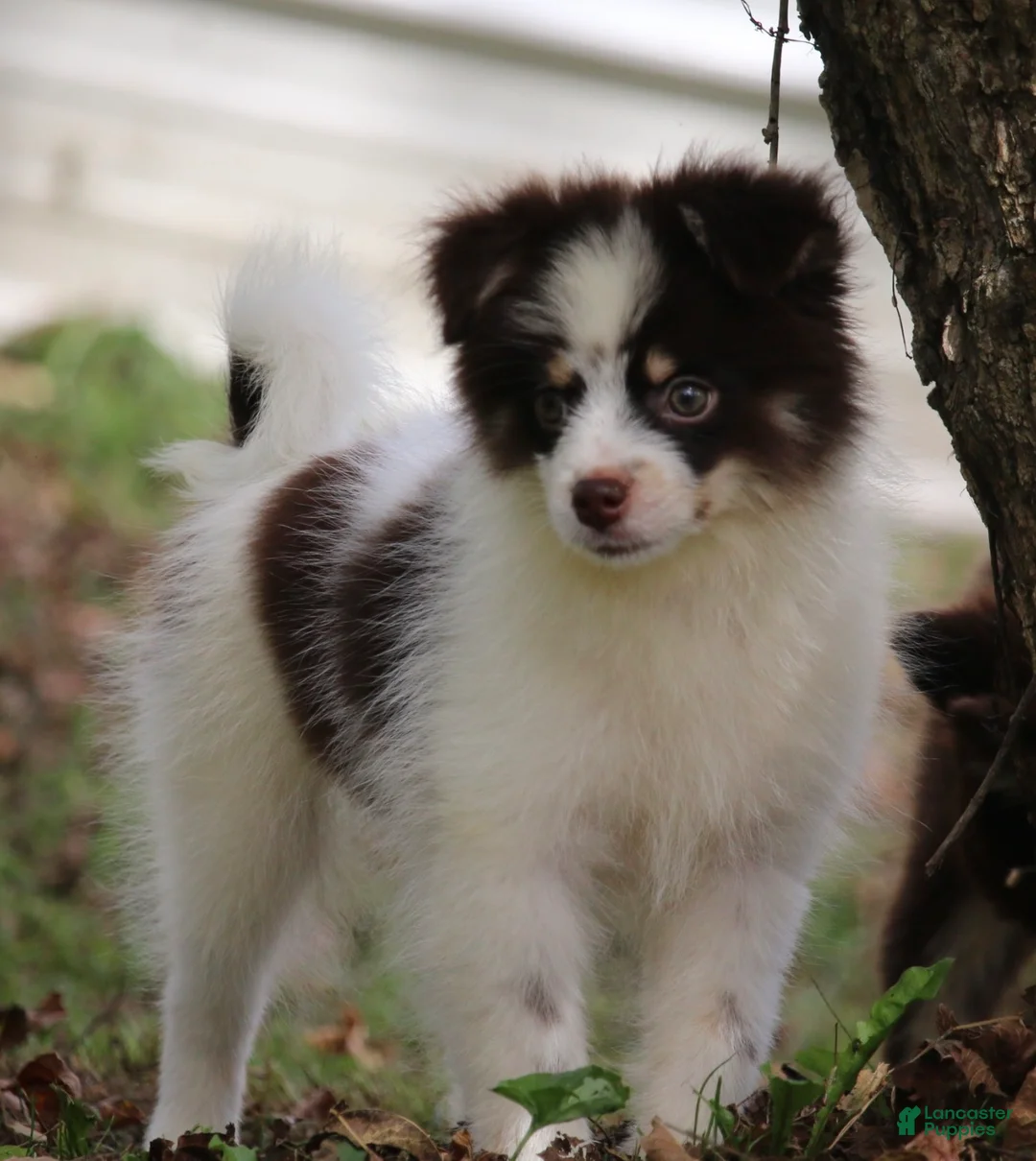 Pomsky dogs for sale: Nugget - Ad 3