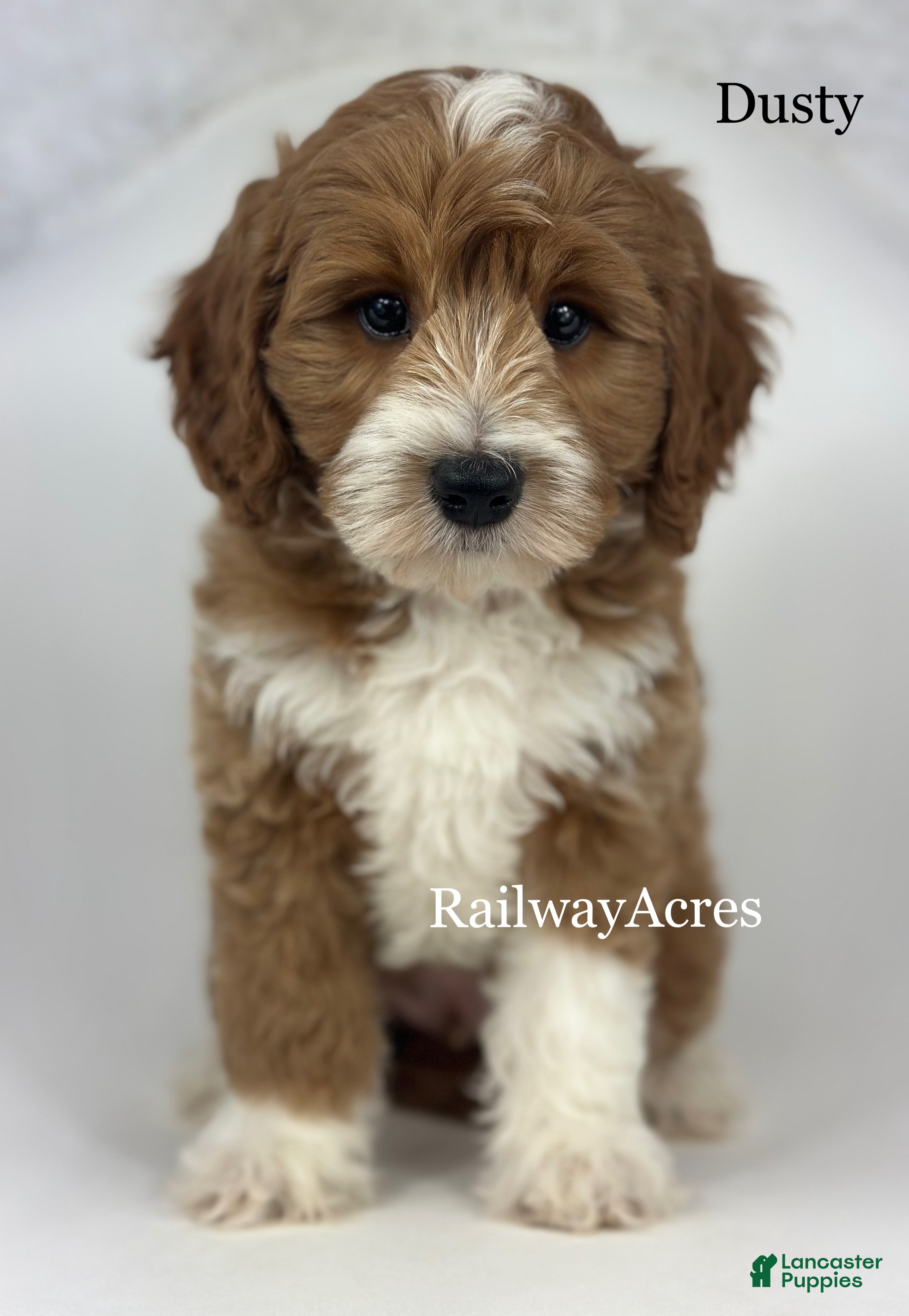 Mini Goldendoodle dogs Dusty - Ad 26
