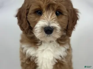 Mini Goldendoodle dogs Dusty - Ad 26