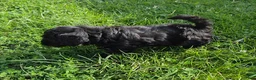 Cavapoo dogs for sale: Oreo - Ad 4