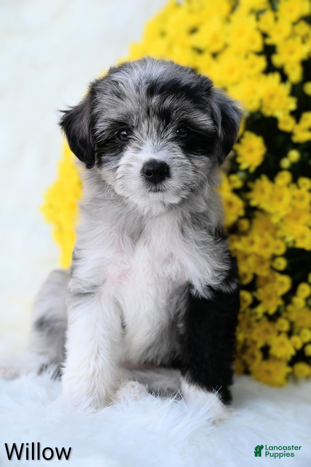 Mini Aussiedoodle dogs Willow - Ad 1