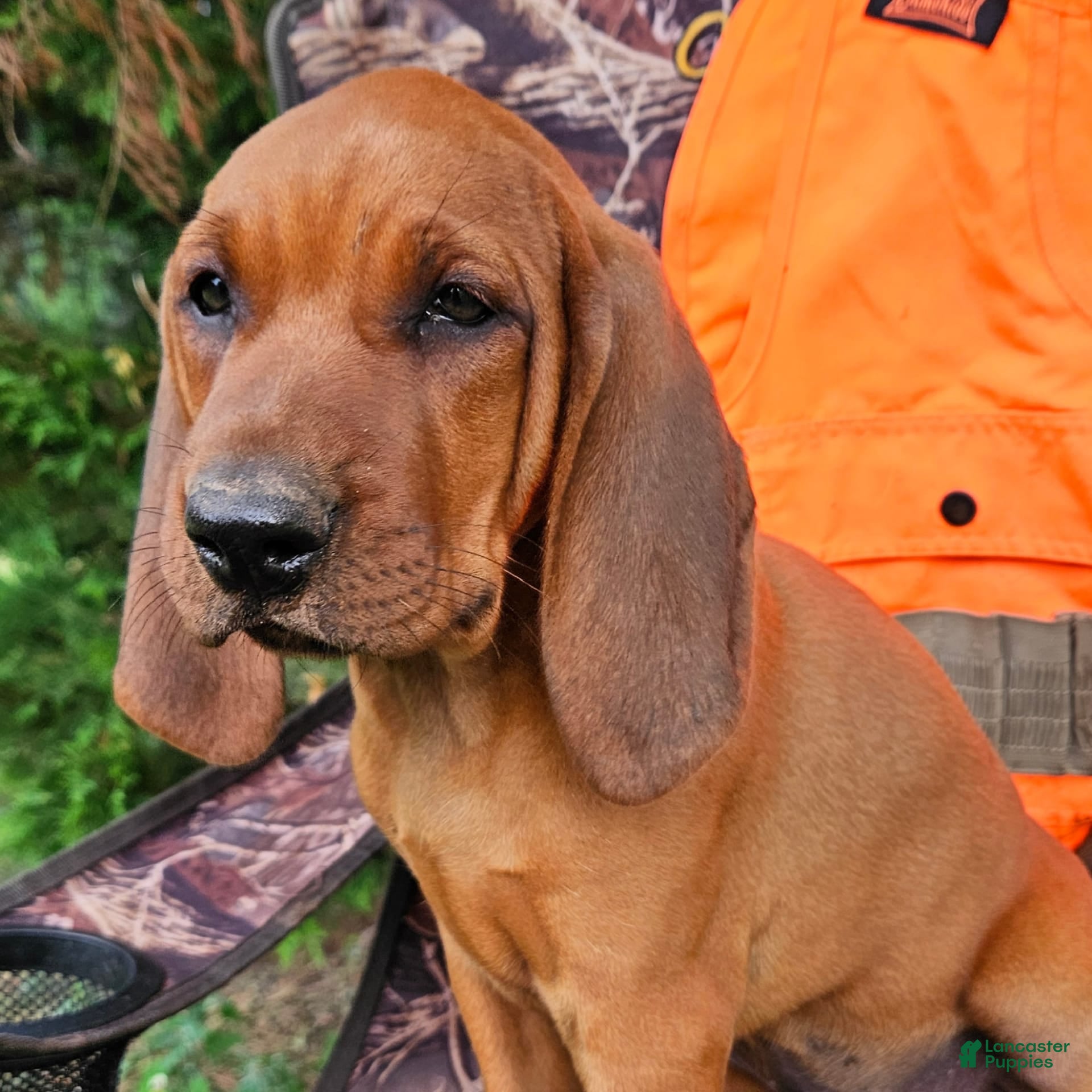 coonhound mix puppies