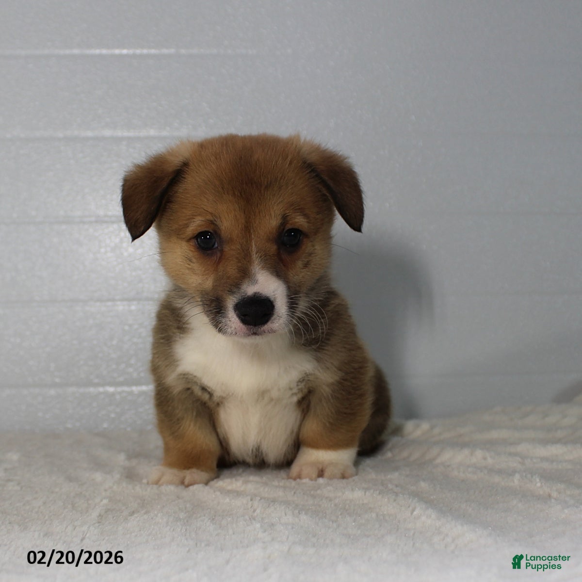 Welsh Corgi Pembroke dogs Jenna - Ad 1