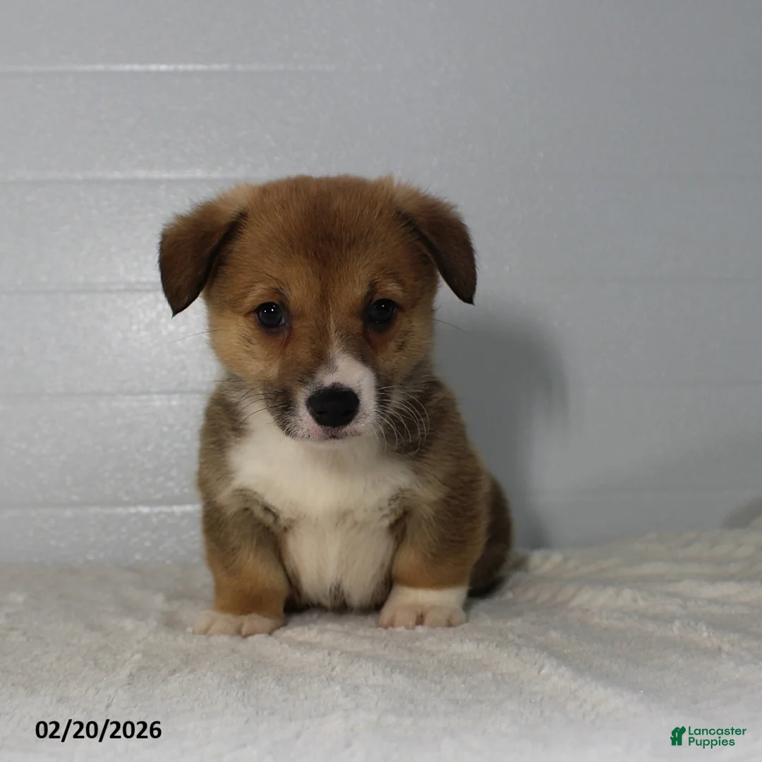 Welsh Corgi Pembroke dogs for sale: Jenna - Ad 1