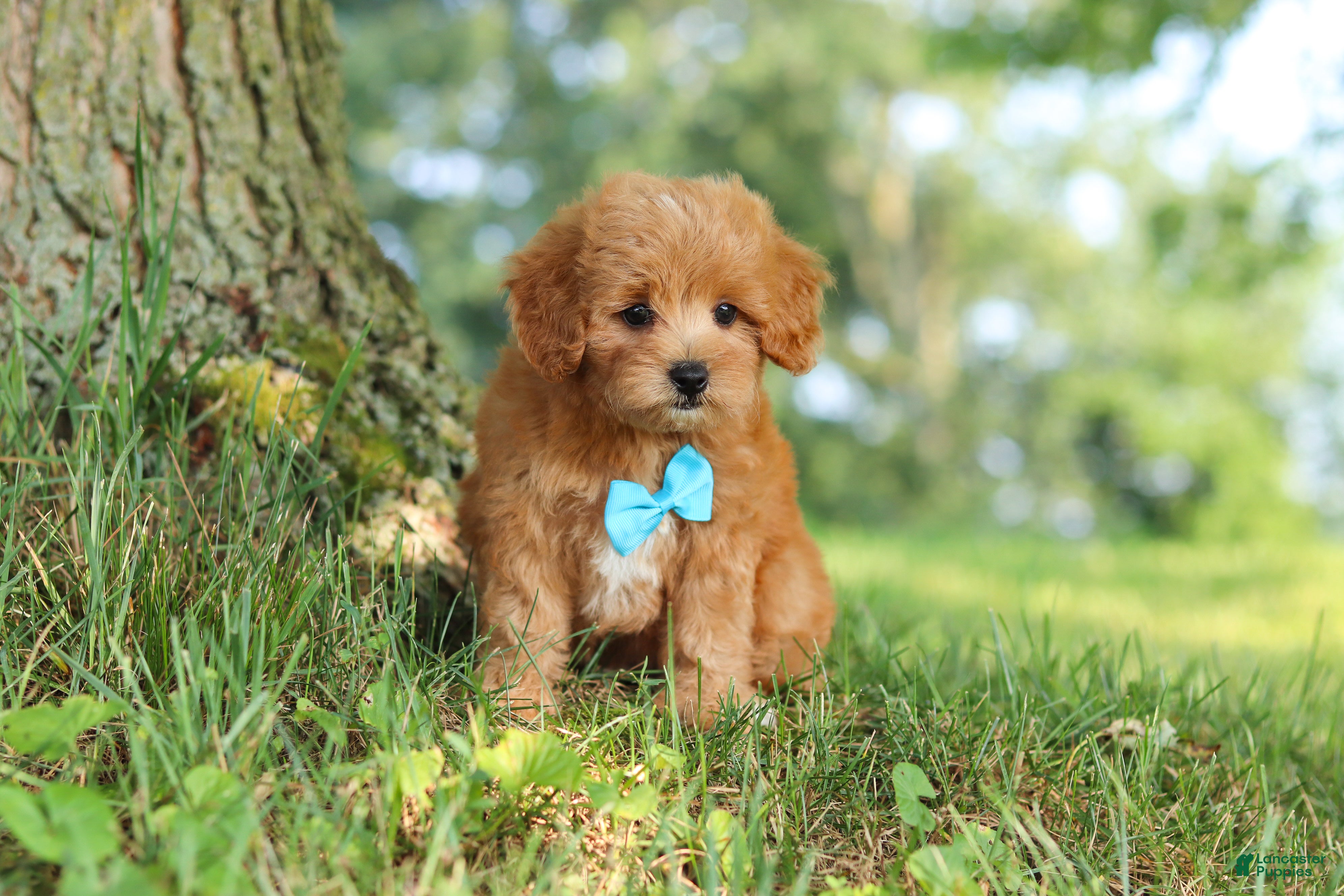 Maltipoo dogs Conner - Ad 1