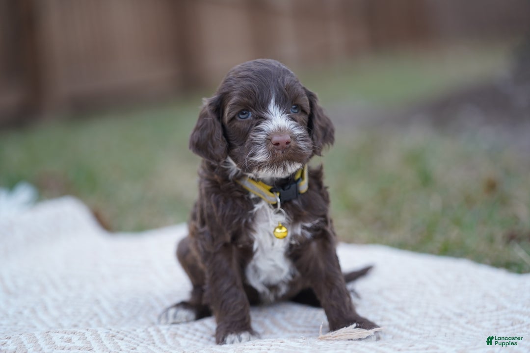 Portuguese Water Dog dogs for sale: Dasher - Ad 2