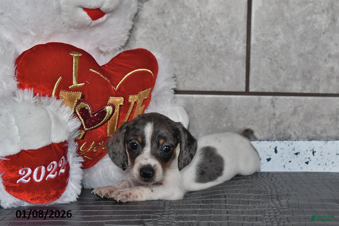 Miniature Dachshund dogs for sale: Jade - Ad 2