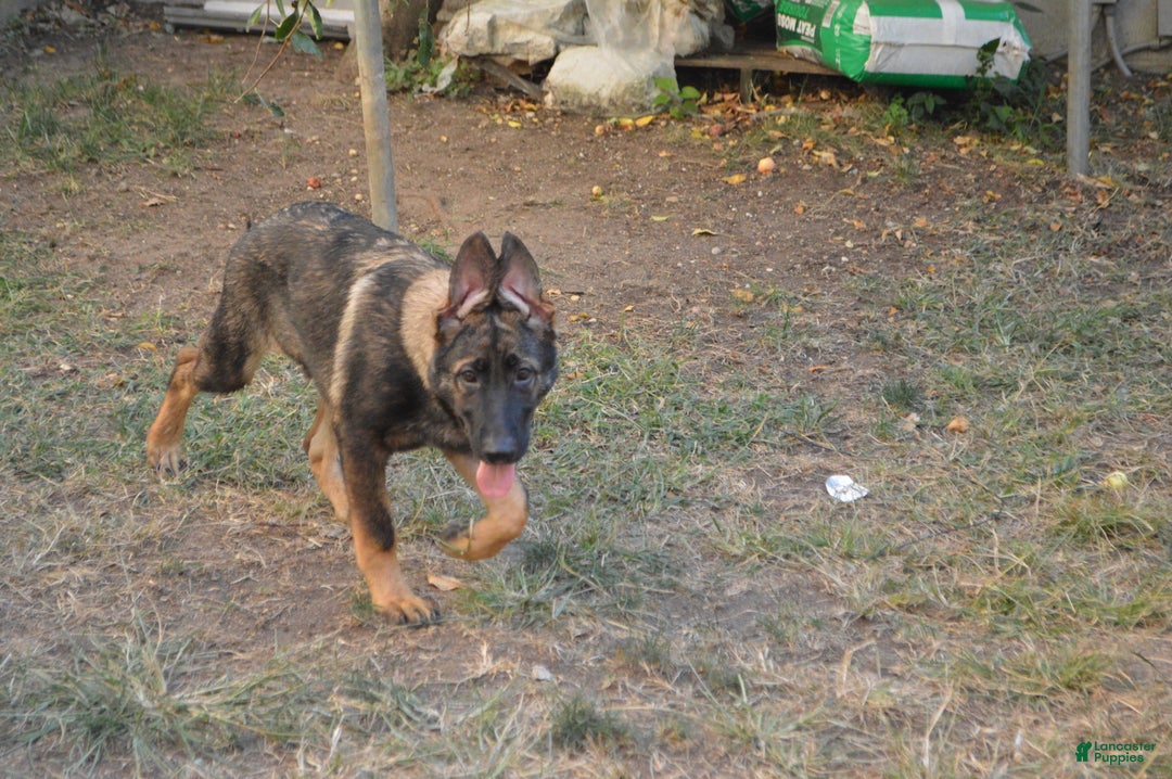 German Shepherd dogs for sale: Brown - Ad 5