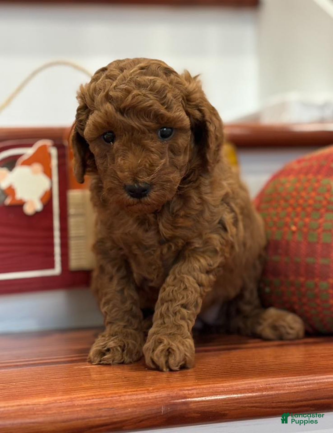 Mini Goldendoodle dogs for sale: Paisley - Ad 3