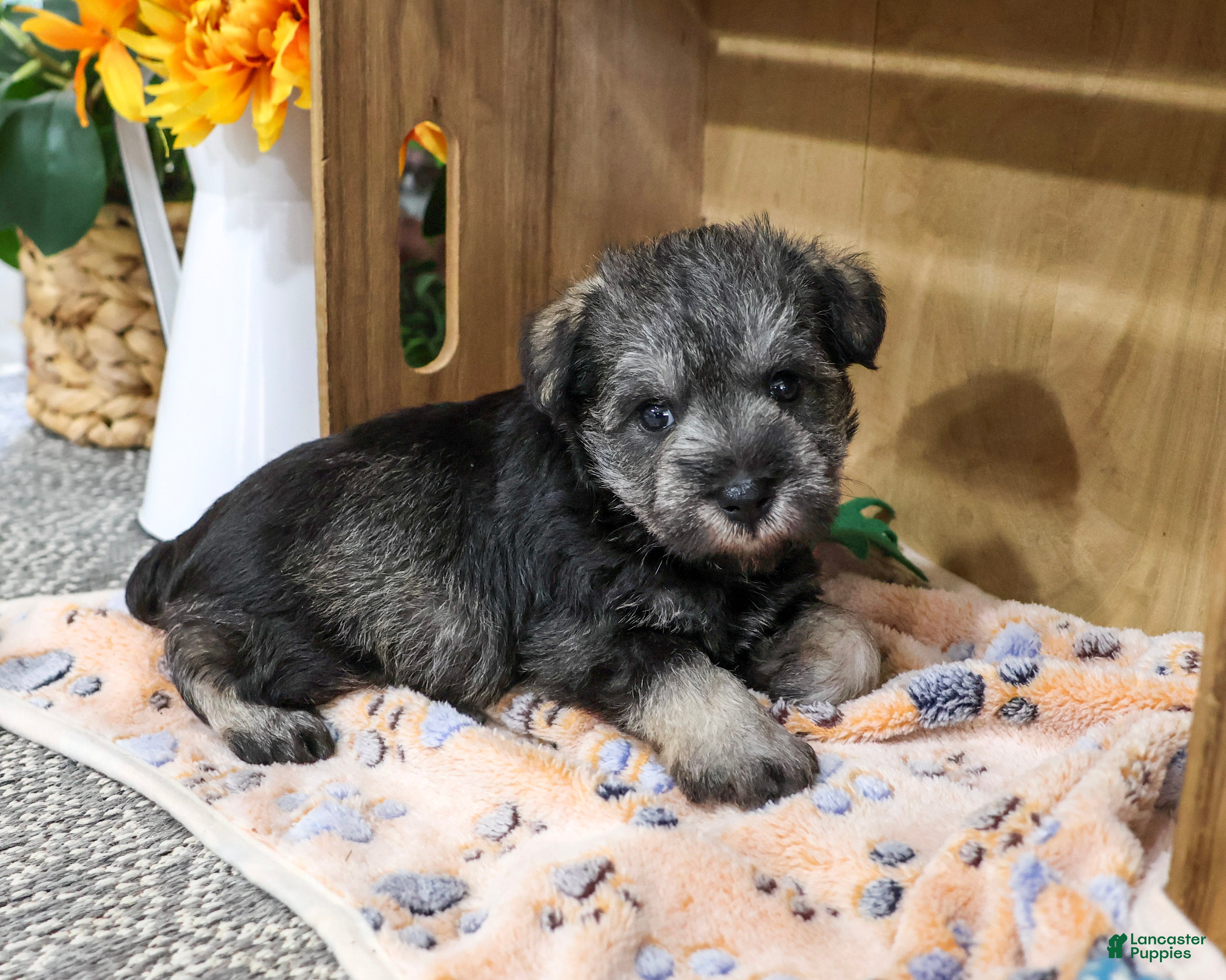 Squidward (Miniature Schnauzer, Male) in Syracuse, IN