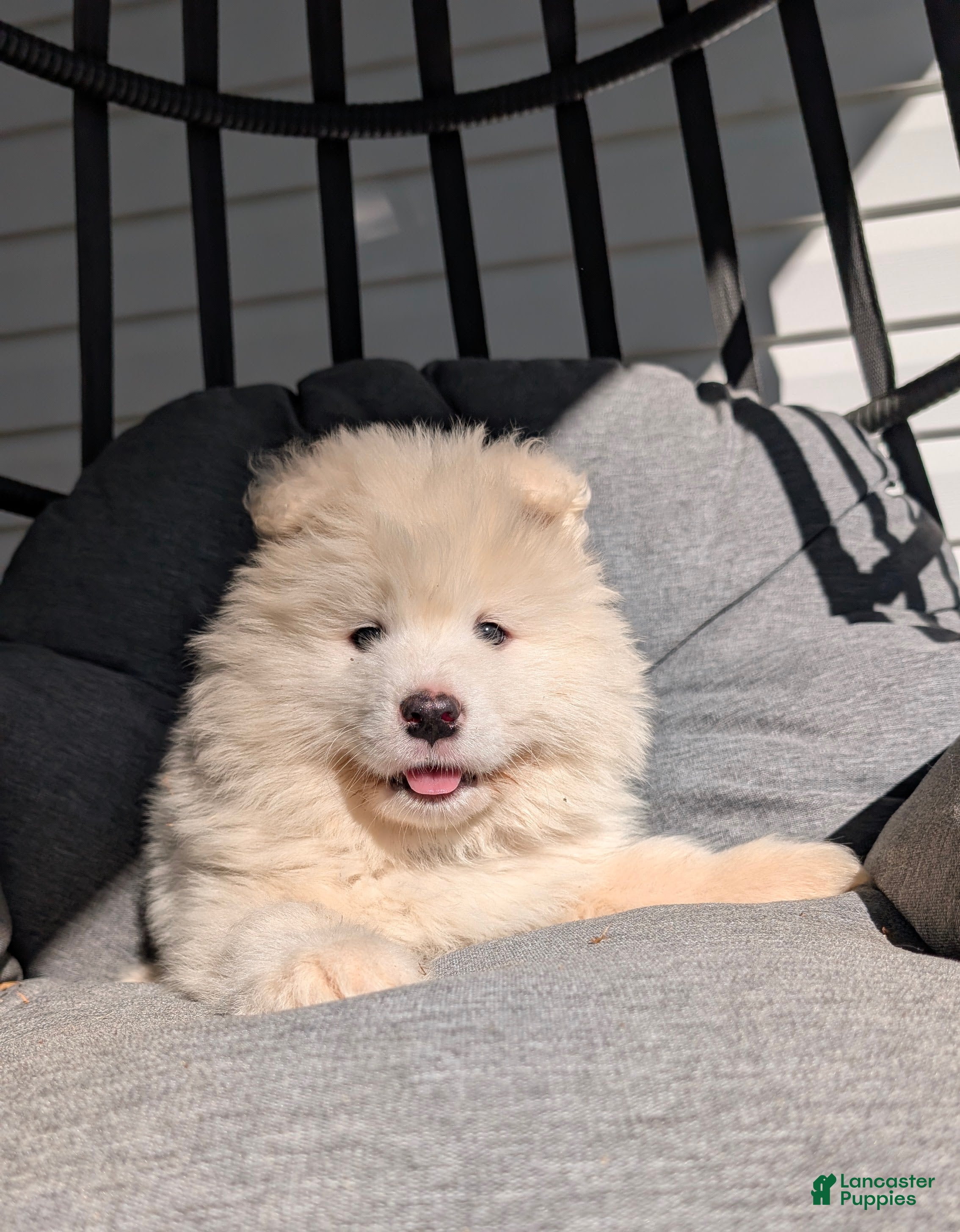Samoyed dogs Brock - Ad 1
