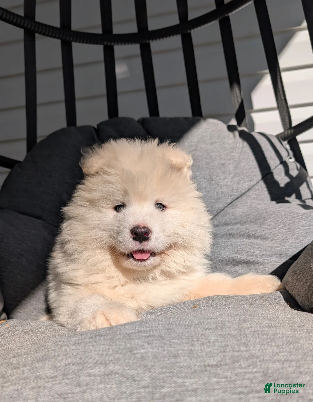 Samoyed dogs for sale: Brock - Ad 1