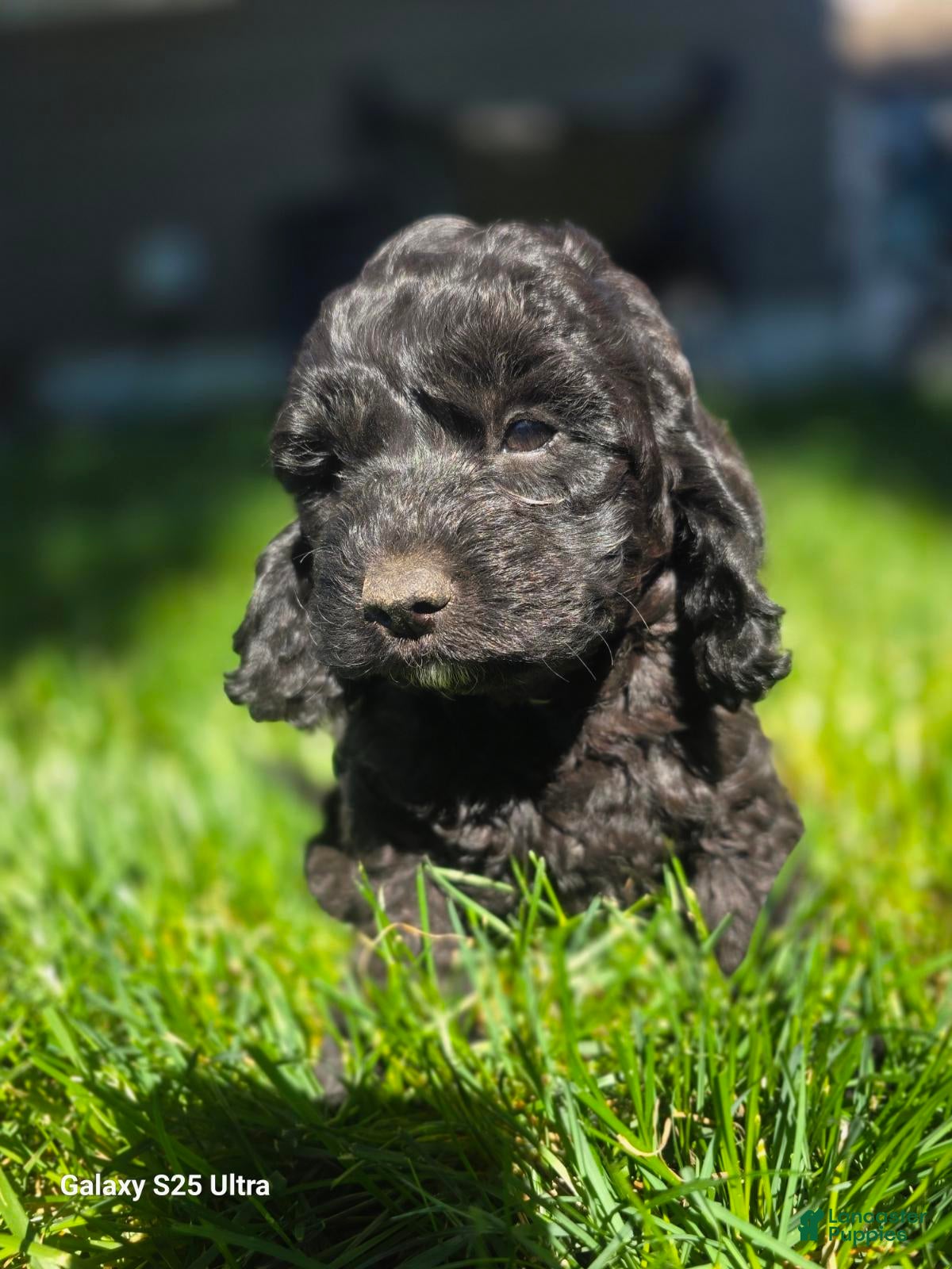 Cockapoo dogs Jelly Bean - Ad 16