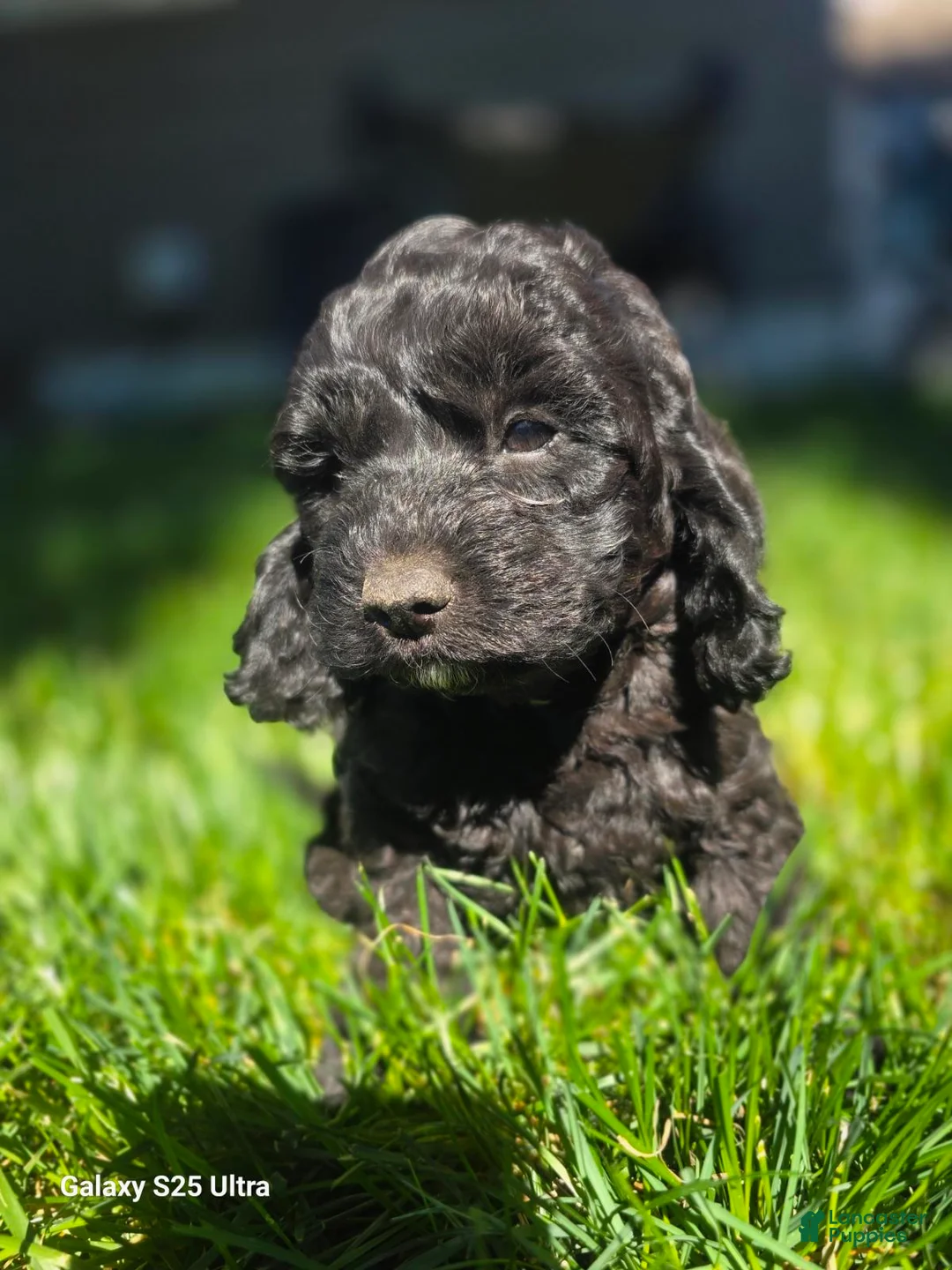 Cockapoo dogs for sale: Jelly Bean - Ad 1