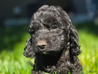 Cockapoo dogs Jelly Bean - Ad 16