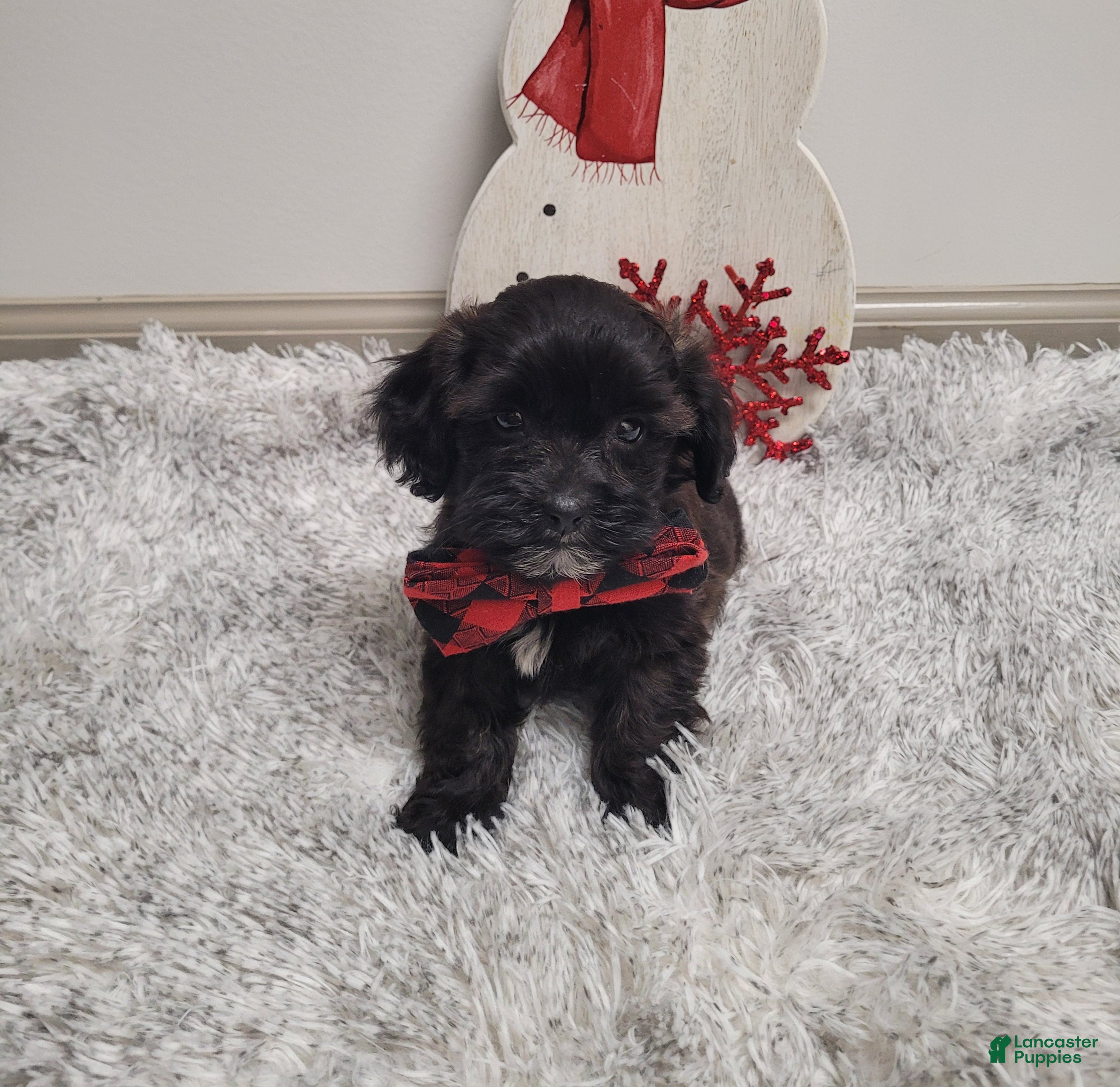 Shihpoo dogs Shadow - Ad 6