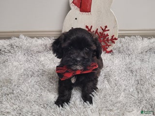 Shihpoo dogs Shadow - Ad 6