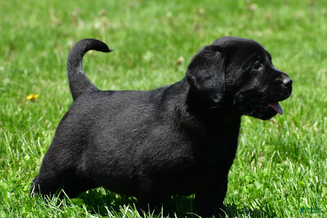 Labrador Retriever dogs for sale: Lacey - Ad 2