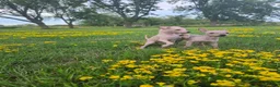 Xoloitzcuintle dogs for sale: Bambi  - Ad 4
